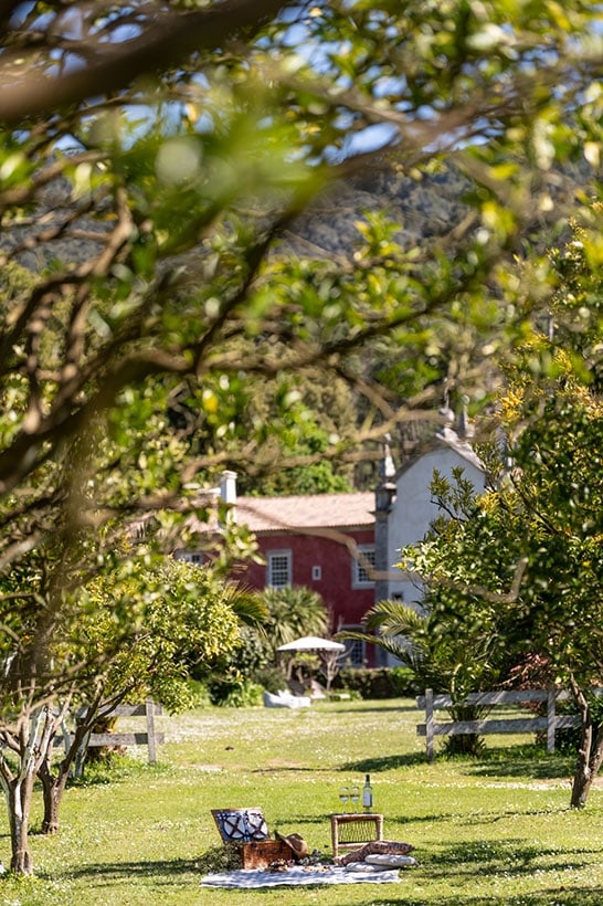 A picnic set out in the orchard